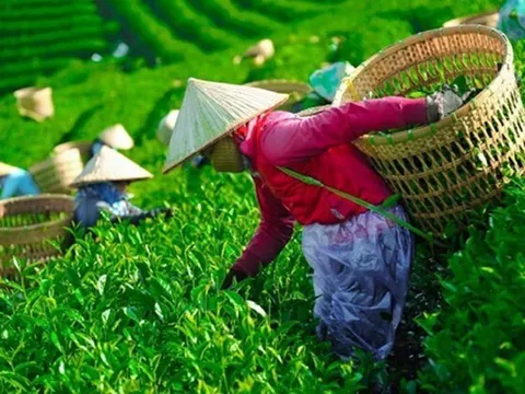 Khẩn trương 'mở lối' cho gần 500 container chè Việt Nam bị ùn ứ tại Pakistan