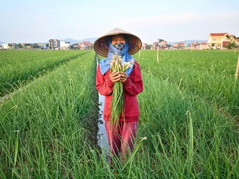 Thị trường rau củ nội địa: Cơ hội, thách thức và hướng phát triển