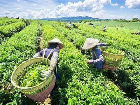 'Giải cứu' thành công gần 500 container chè Việt Nam bị ùn ứ tại cảng Karachi, Pakistan