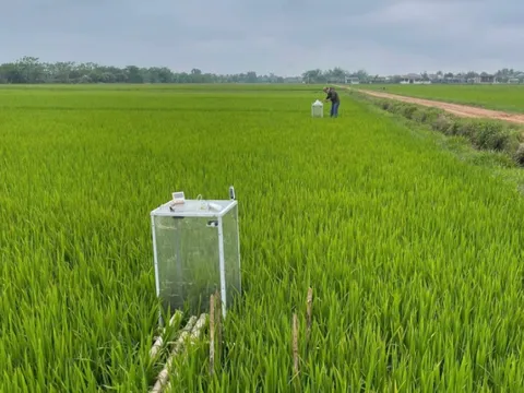 Quảng Trị đẩy mạnh tái cơ cấu nông nghiệp, mở rộng cây trồng giảm phát thải