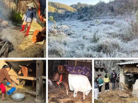 Chủ động phòng rét hại, bảo vệ sinh kế vùng cao