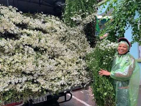 Nhà vườn chuẩn bị nguồn hoa phục vụ Tết Nguyên đán 2026
