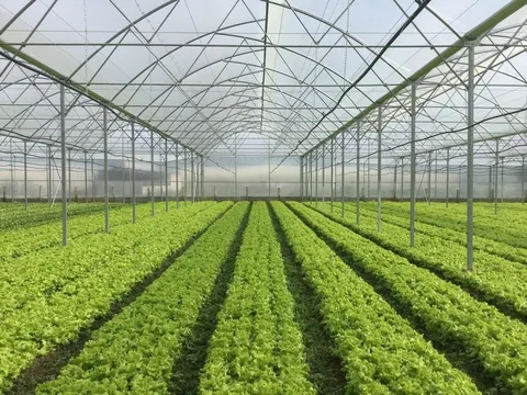 Thiết kế bộ điều khiển tự động và khảo nghiệm ảnh hưởng của tần số dao động đến lực ghim cảm biến độ ẩm vào giá thể,  áp dụng trên mô hình rô bốt trong nhà màng