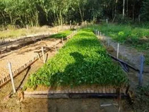 Thiết kế và chế tạo máy đóng bầu ươm cây keo tự động  năng suất 500 bầu/h