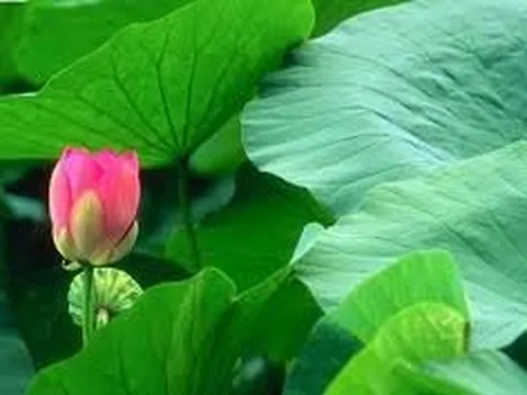 Nghiên cứu thiết kế và chế tạo máy thái lá sen tươi (nelumbo nucifera) làm trà tại thành phố Huế
