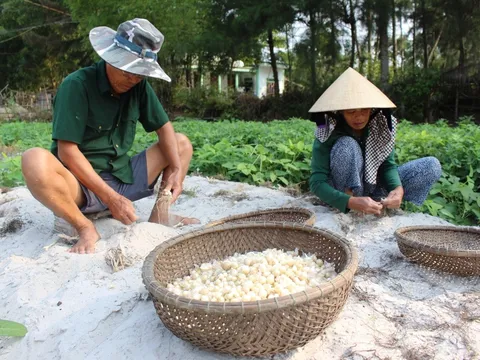 Nghiên cứu đề xuất nguyên lý máy đào củ ném trên đất cát ven biển tại thị xã Phong Điền, thành phố Huế