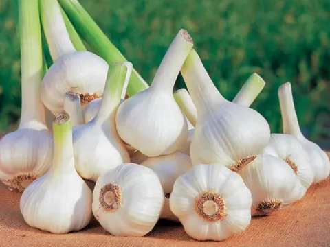Kết quả nghiên cứu máy thu hoạch tỏi áp dụng cho vùng  Sản xuất tập trung ở Việt Nam
