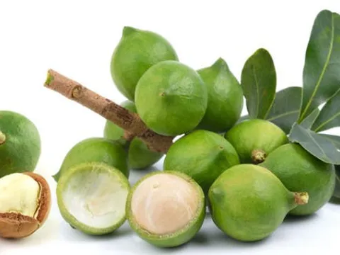 Bài báo: “Nghiên cứu một số thông số chính của máy bóc vỏ xanh quả Mắc Ca”