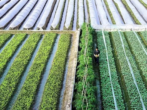 Dấu ấn nông thôn mới trong nhiệm kỳ Đại hội XIII: Nông nghiệp - “trụ đỡ” chiến lược của nền kinh tế