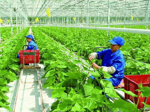 Số hóa nông nghiệp: Mỗi năm đào tạo nghề cho 1,5 triệu lao động nông thôn